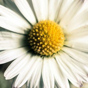 Meet your Posher, Holly